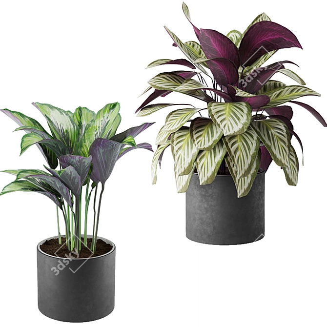 Exquisite Calathea Collection: Fasciata, Beauty Star, Freddie, Cora 3D model image 3