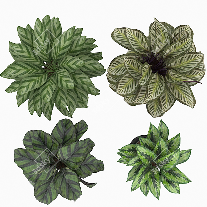 Exquisite Calathea Collection: Fasciata, Beauty Star, Freddie, Cora 3D model image 4