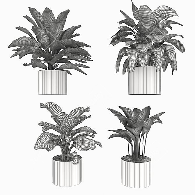 Exquisite Calathea Collection: Fasciata, Beauty Star, Freddie, Cora 3D model image 5