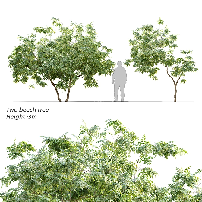 Beech Twin Trees - 3m Height 3D model image 1