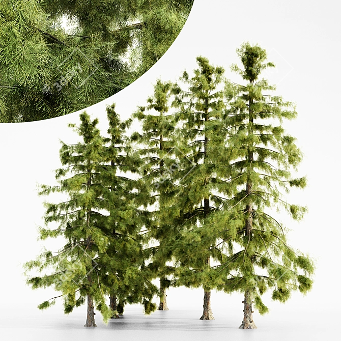  Majestic Alaska Cedar Tree Collection 3D model image 1