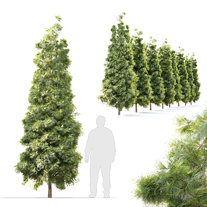 Evergreen Beauty: Pine Tree_3 3D model image 1