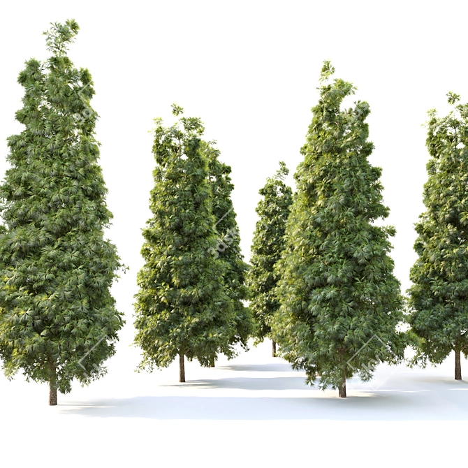 Evergreen Beauty: Pine Tree_3 3D model image 2