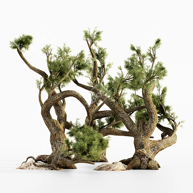 Majestic Jeffrey Pine Tree Collection 3D model image 3