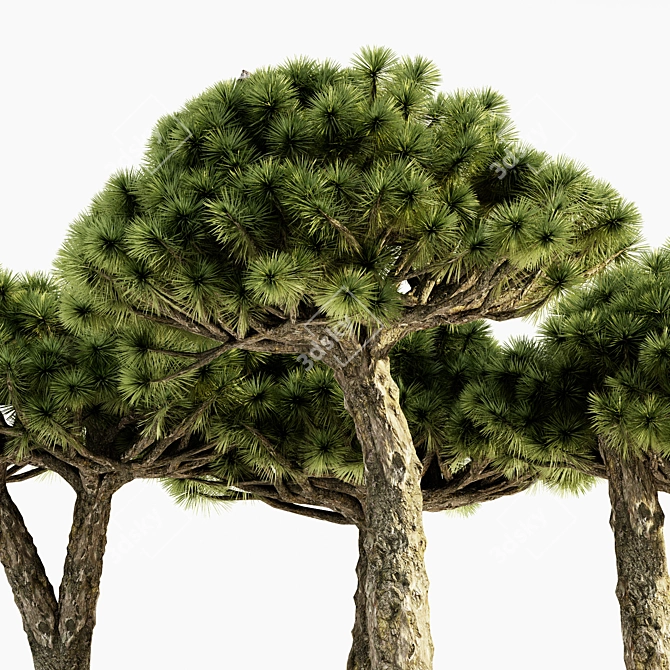 Tropical Dracaena Set: 5 Majestic Trees 3D model image 2