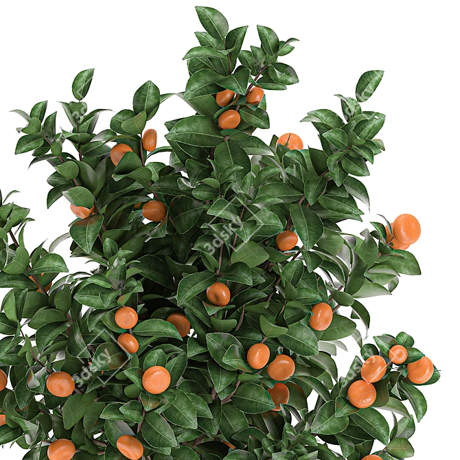 Exotic Mandarin Tree in White Pot 3D model image 2