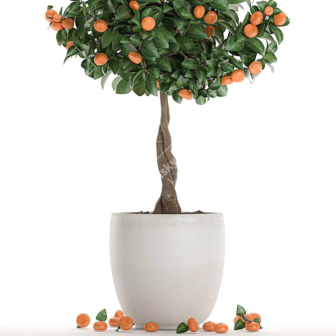 Exotic Mandarin Tree in White Pot 3D model image 3