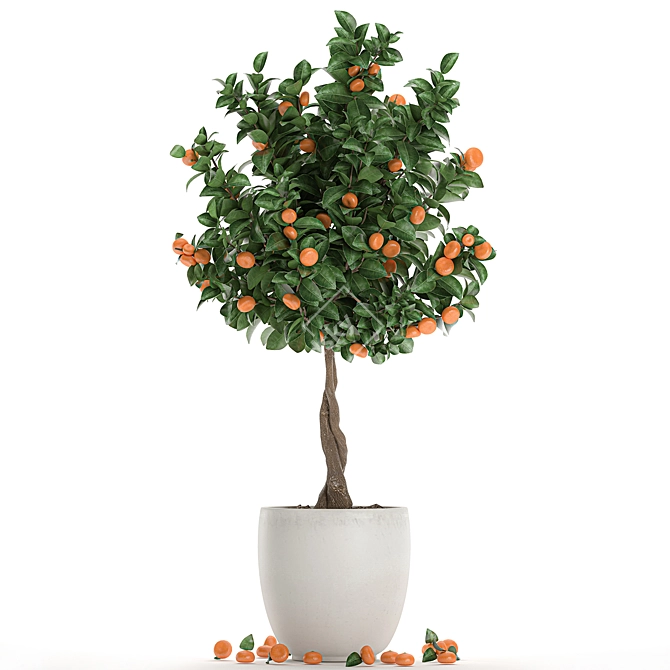 Exotic Mandarin Tree in White Pot 3D model image 4