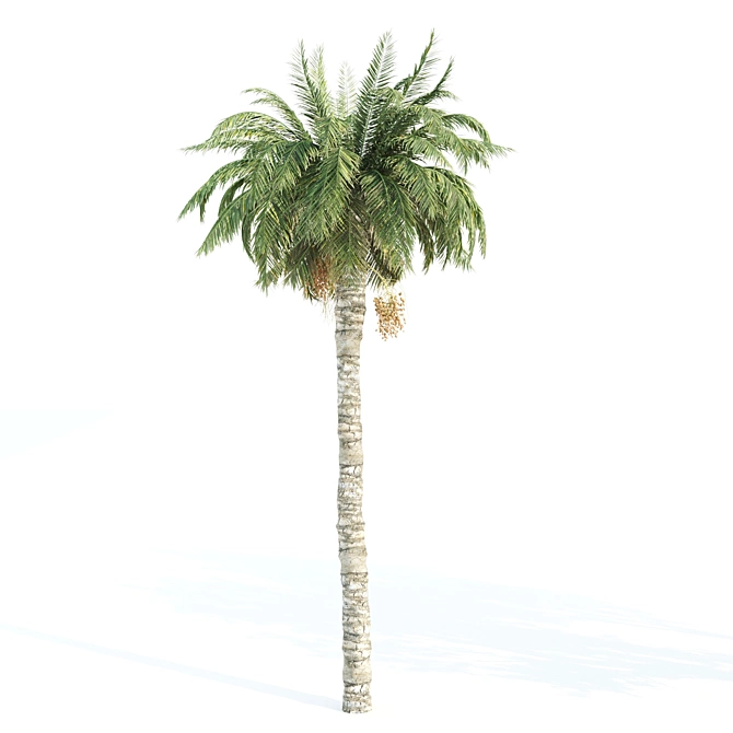 Diverse 4 Tree Set: Eucalyptus, Laurus, Palm, Pine 3D model image 2