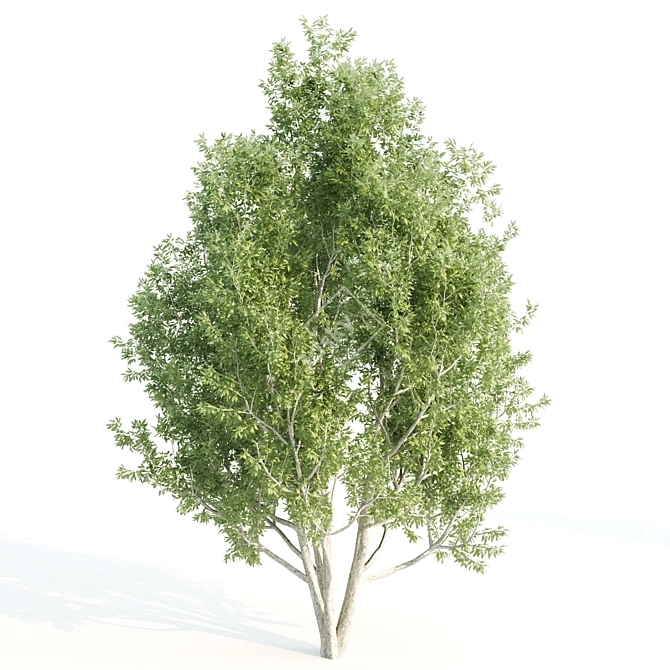 Diverse 4 Tree Set: Eucalyptus, Laurus, Palm, Pine 3D model image 4