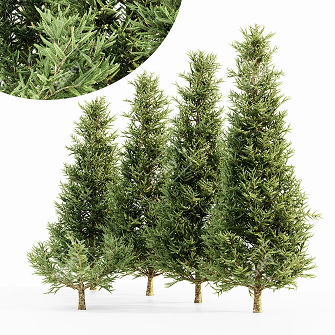  Majestic Fraser Fir Tree Collection 3D model image 1