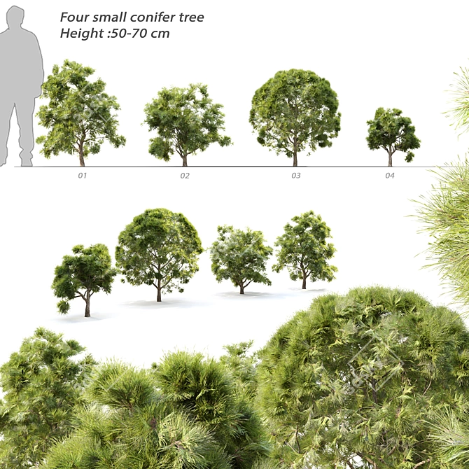 Mini Conifer Trees: 50-70cm Height 3D model image 1