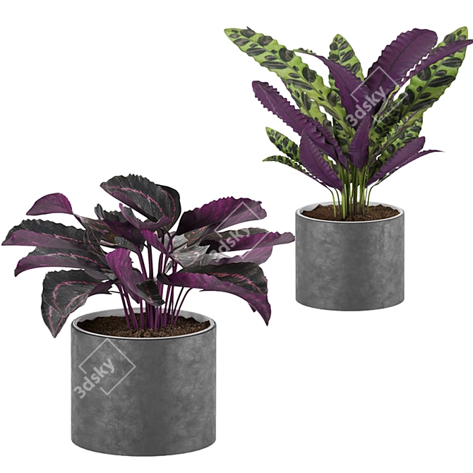 Tropical Calathea Plant Collection 3D model image 3