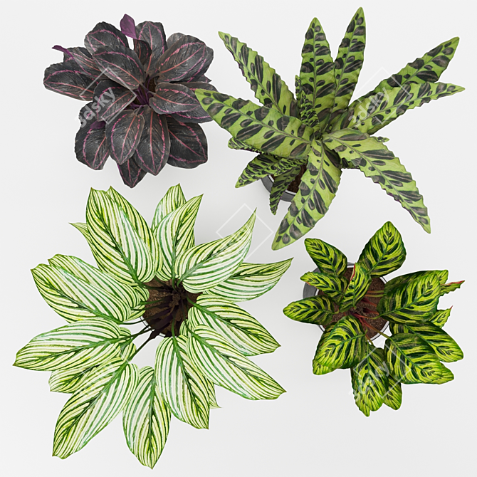Tropical Calathea Plant Collection 3D model image 4