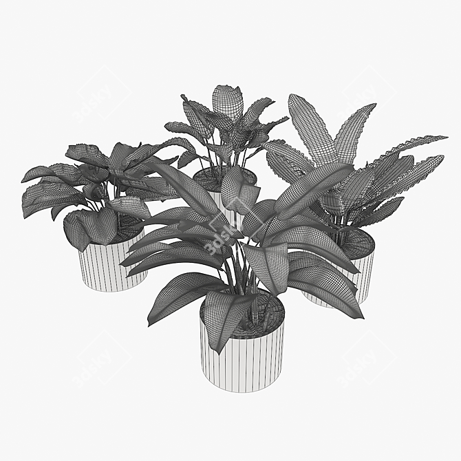 Tropical Calathea Plant Collection 3D model image 5