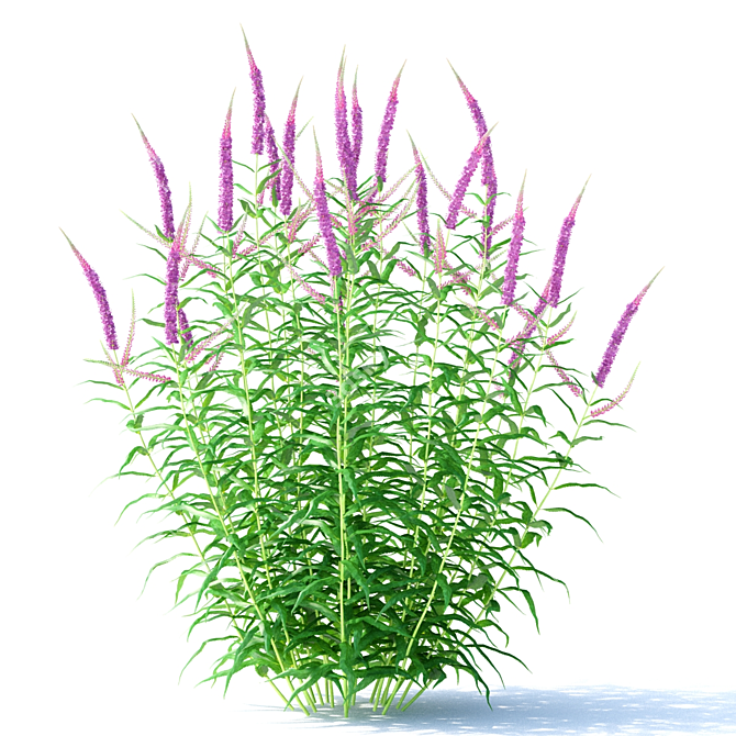 Veronica Longifolia - Elegant Long-Leaved Flowers 3D model image 4