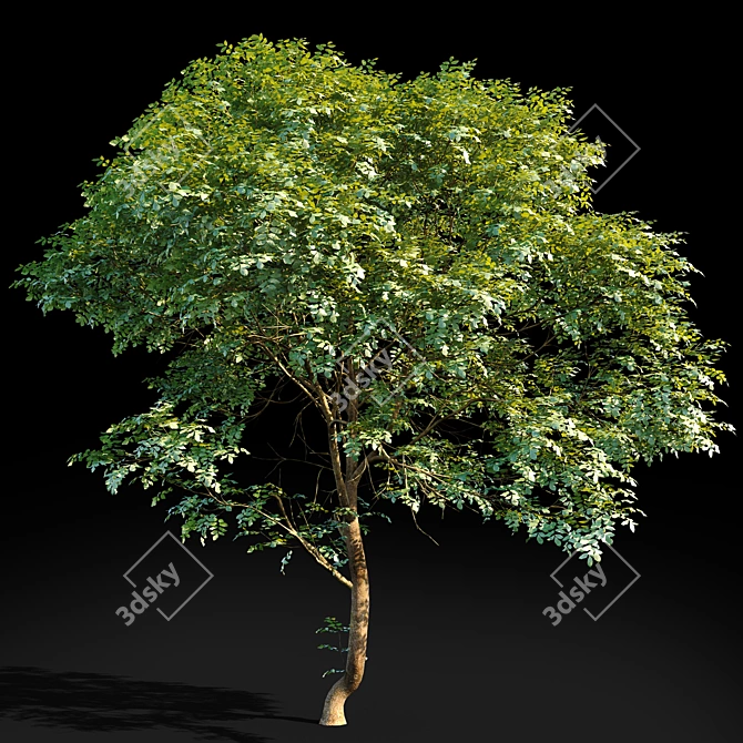 Tall Ash Tree | 8.7m Height 3D model image 1