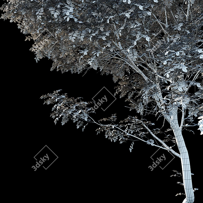 Tall Ash Tree | 8.7m Height 3D model image 4