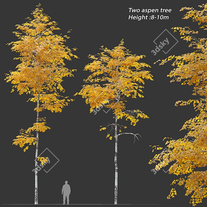 Autumn Aspen Trees: 8-10m Height 3D model image 1