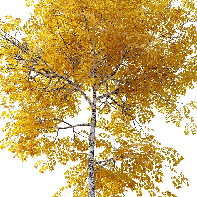Autumn Aspen Trees: 8-10m Height 3D model image 2