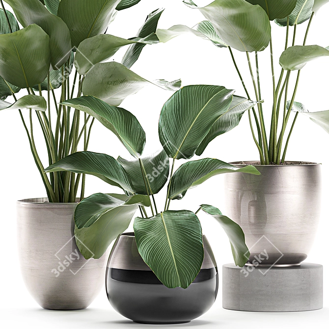 Exotic Plant Collection: Calathea, Banana Palm, Ravenala, and Strelitzia 3D model image 2