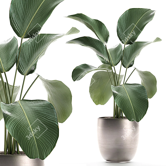 Exotic Plant Collection: Calathea, Ravenala, Strelitzia 3D model image 1