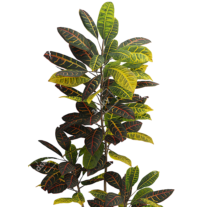 Versatile Plant Collection: Indoor & Outdoor 3D model image 2