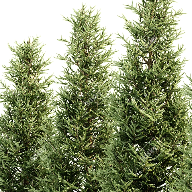 Premium Fraser Fir Tree Collection 3D model image 2