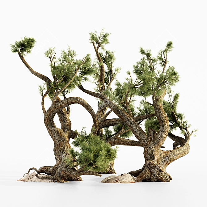  Majestic Jeffrey Pine Tree Collection 3D model image 3