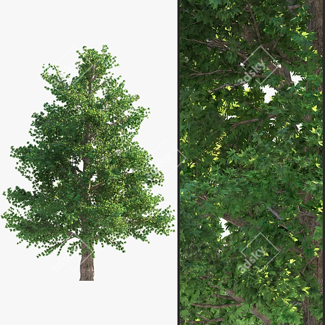 Evergreen Beauty: Corona Render Tree 3D model image 1