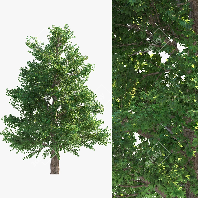 Evergreen Beauty: Corona Render Tree 3D model image 3