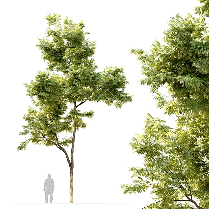 Tall and Majestic Ash Tree 3D model image 1