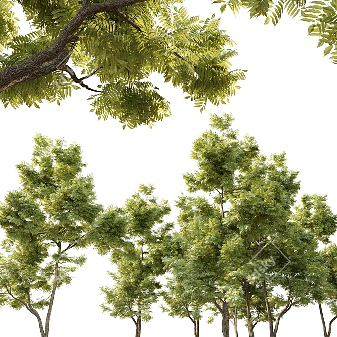 Tall and Majestic Ash Tree 3D model image 2