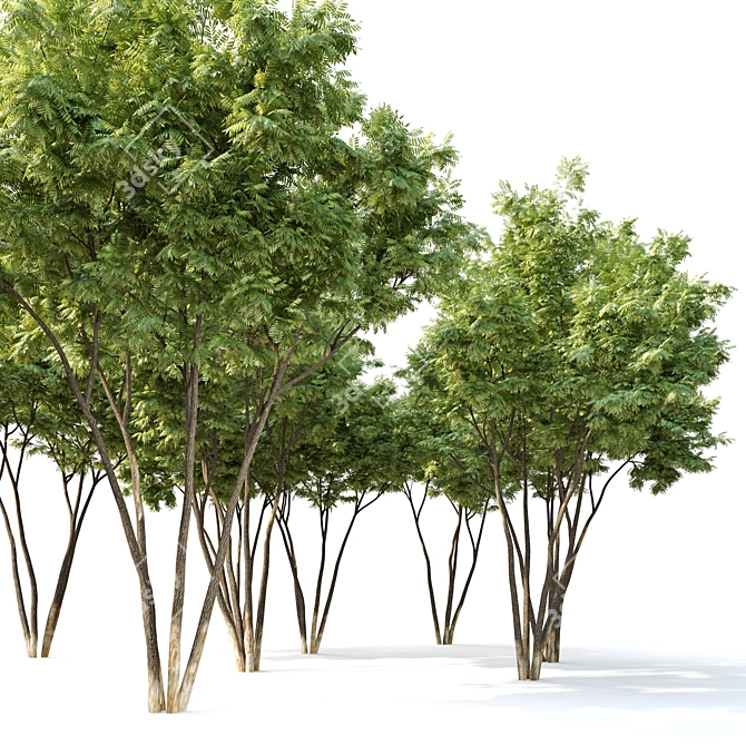  Majestic Ash Tree: 10m Height 3D model image 2