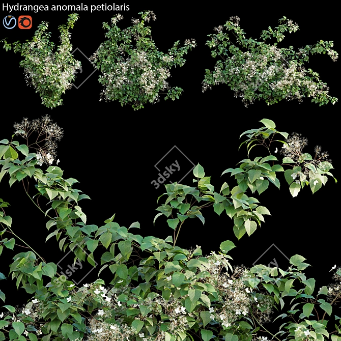 Hydrangea Climbing Plant - 3D Model 3D model image 1