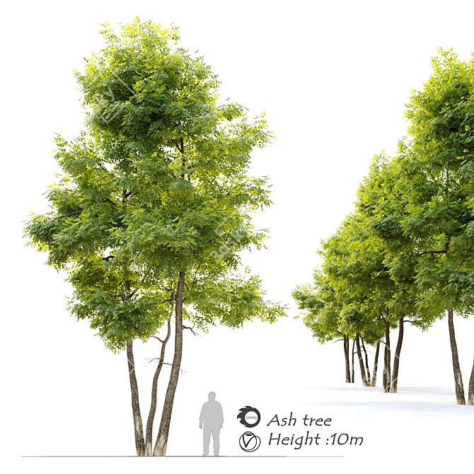 Tall Ash Tree: 10m Height 3D model image 1