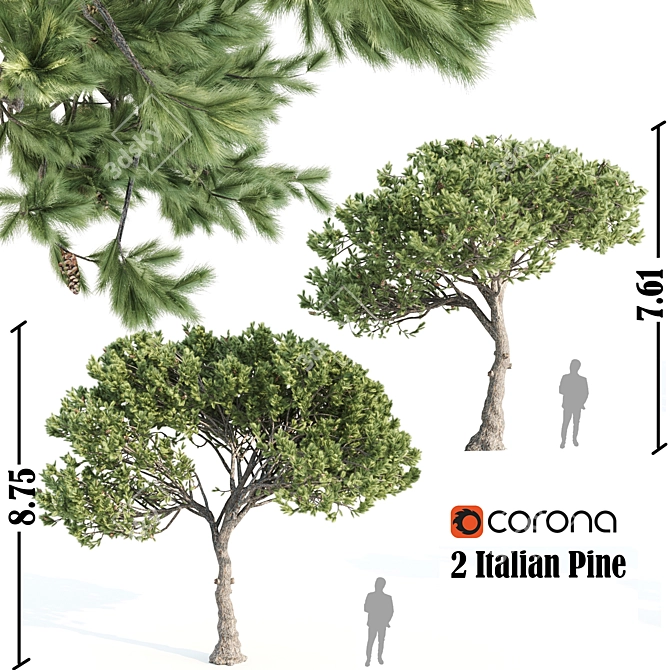 Italian Pine Corona Set 3D model image 1