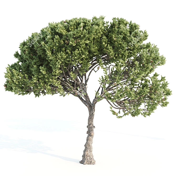 Italian Pine Corona Set 3D model image 3