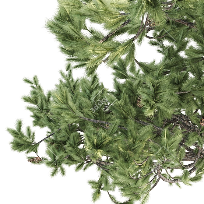 Italian Pine Corona Set 3D model image 4