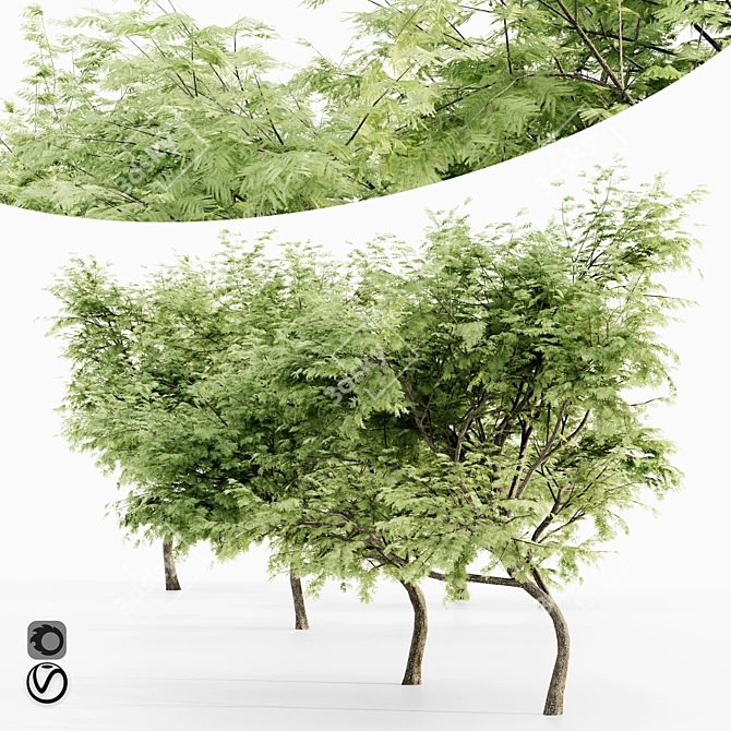 Majestic Thorn Tree Collection 3D model image 1