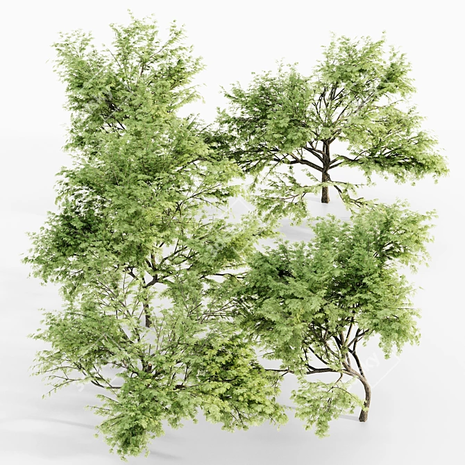 Majestic Thorn Tree Collection 3D model image 2