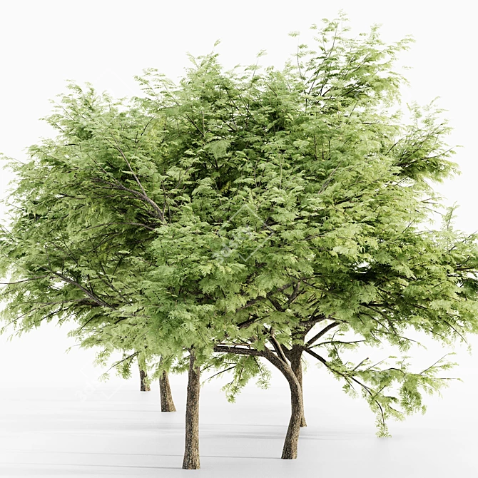 Majestic Thorn Tree Collection 3D model image 3