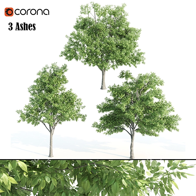 Tall & Majestic: 3 Ash Trees (11.35-13 Meter) 3D model image 2