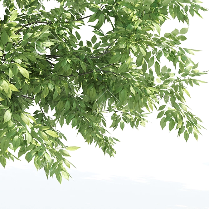 Tall & Majestic: 3 Ash Trees (11.35-13 Meter) 3D model image 3