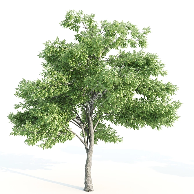 Tall & Majestic: 3 Ash Trees (11.35-13 Meter) 3D model image 4
