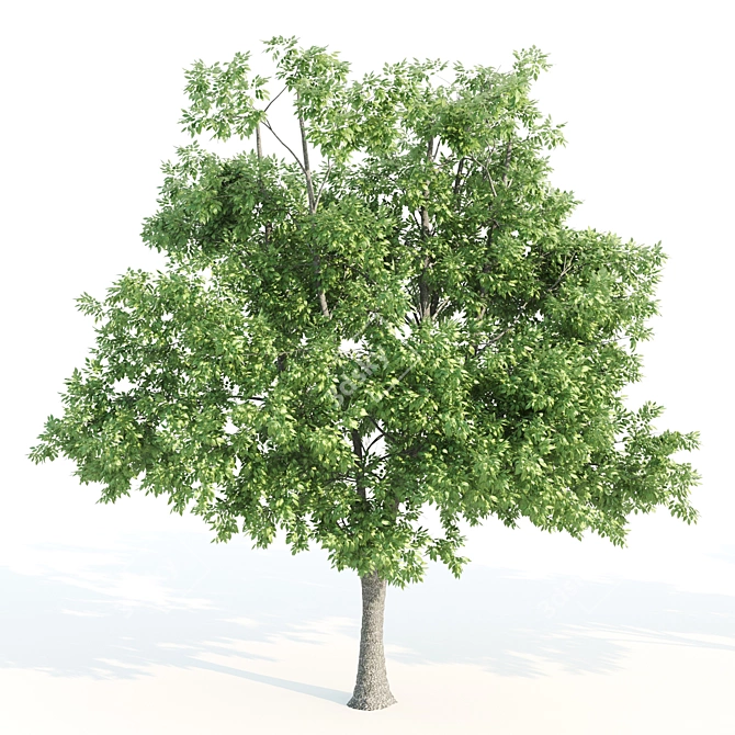 Tall & Majestic: 3 Ash Trees (11.35-13 Meter) 3D model image 5