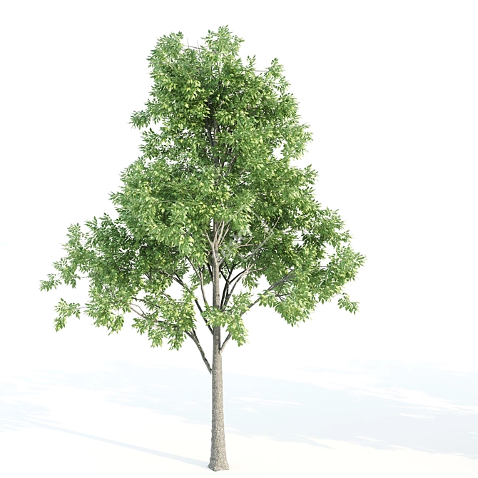 Tall & Majestic: 3 Ash Trees (11.35-13 Meter) 3D model image 1