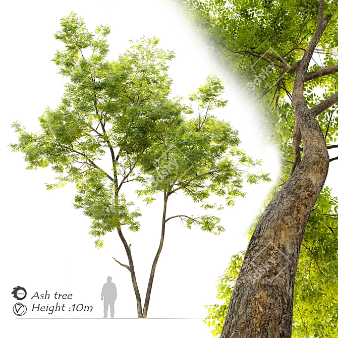 Tall and Majestic Ash Tree 3D model image 1