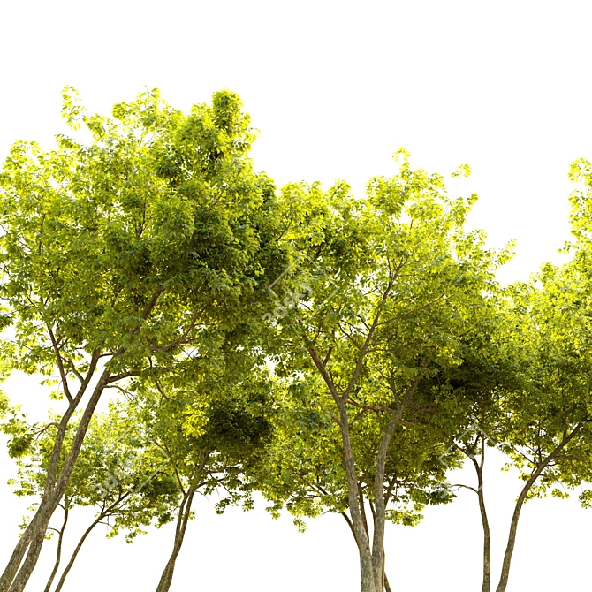 Majestic American Elm Tree 3D model image 3