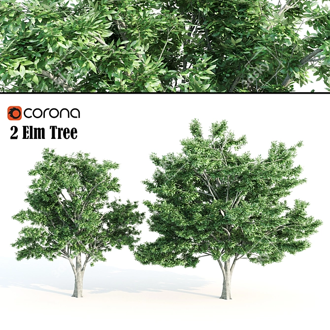 Tall Elm Trees: 14-16m 3D model image 1